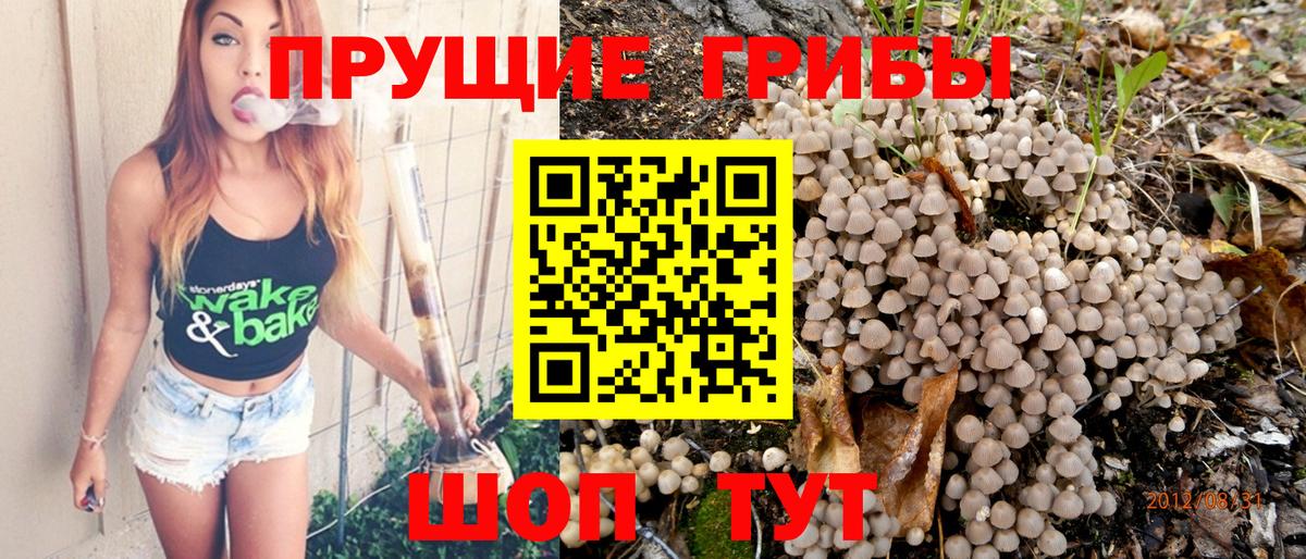 Псилоцибиновые грибы Psilocybe Воронеж